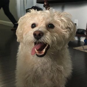 Meet your Posher, Kirat